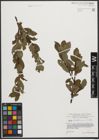 Foto von Salix waldsteiniana Willd.